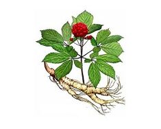 Ginseng erro potentzia handitzeko